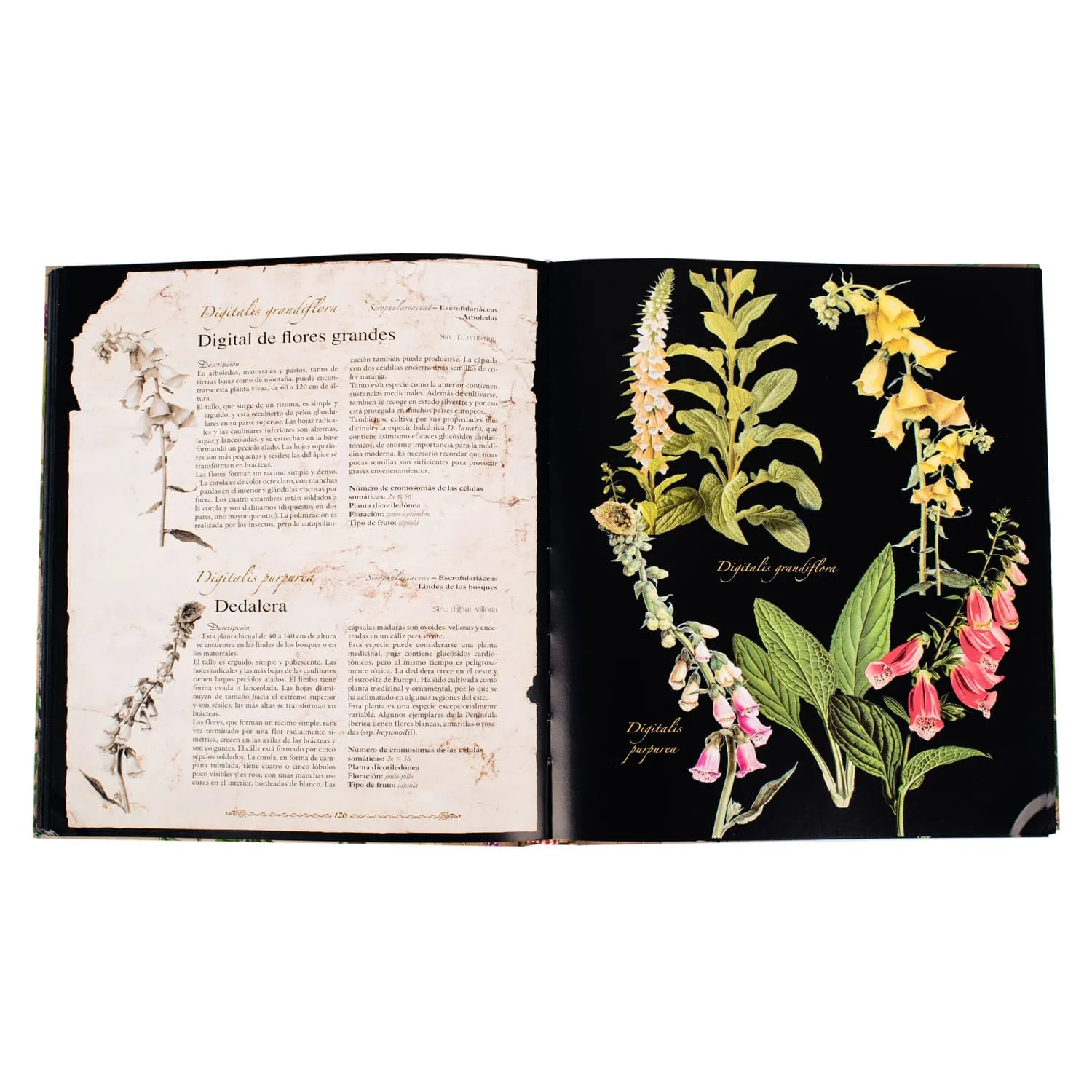 Atlas de las Plantas Medicinales y Curativas - Imagen 3