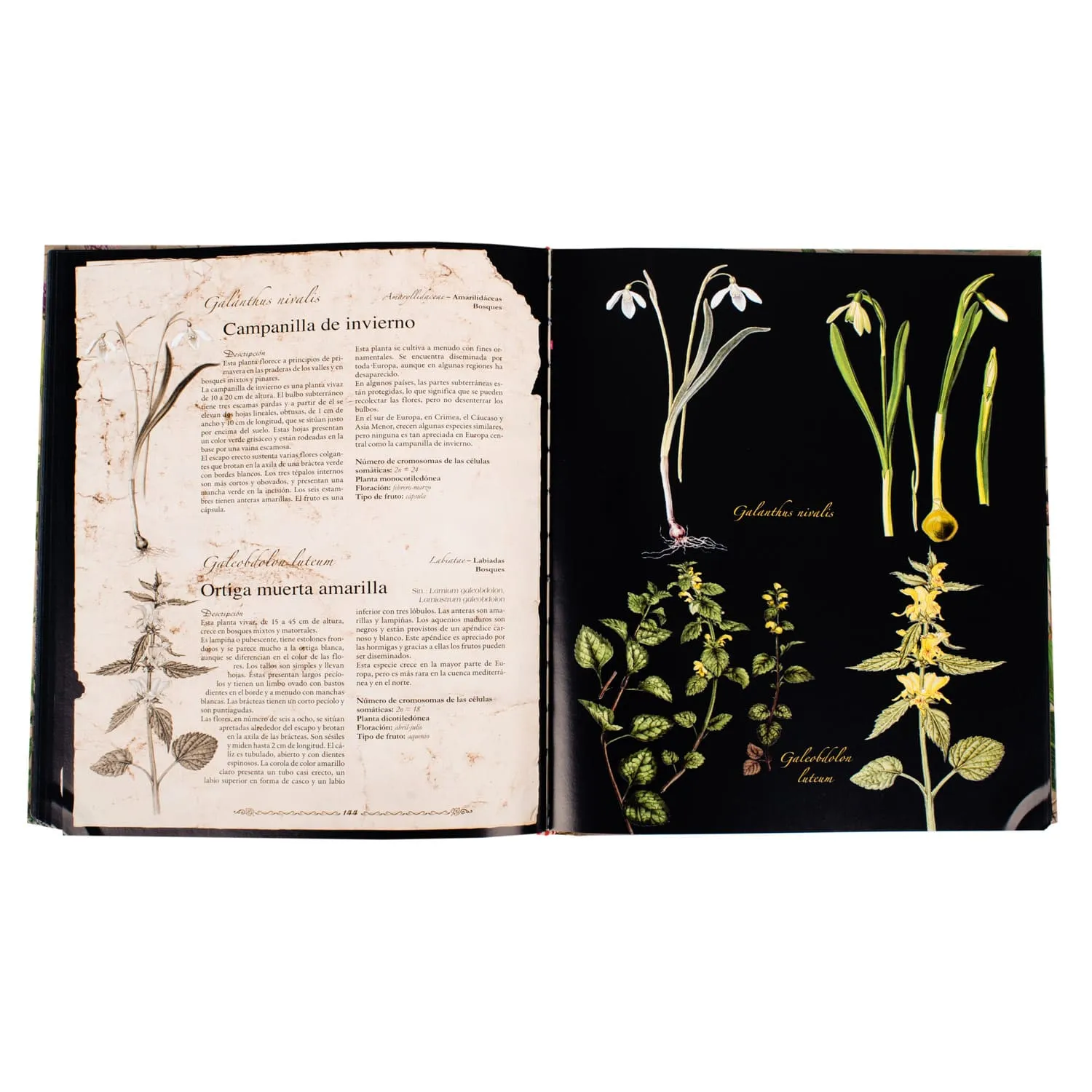 Atlas de las Plantas Medicinales y Curativas - Imagen 4