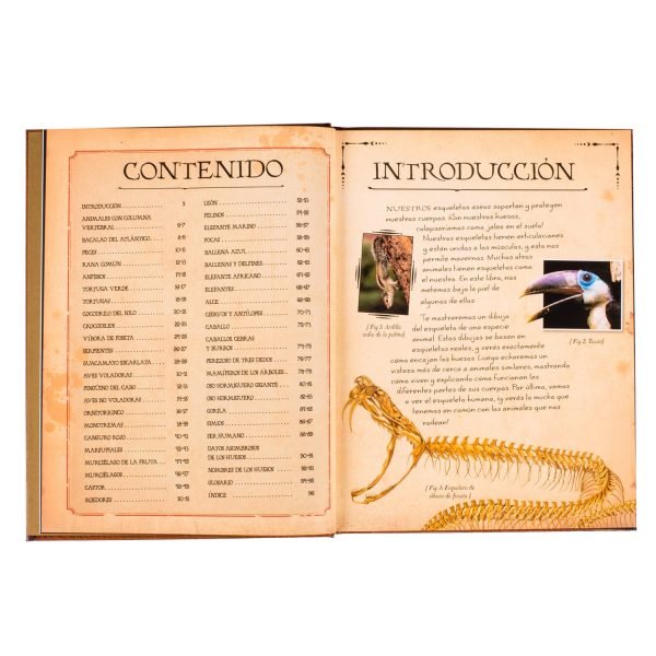 Colección de Huesos de Animales - Imagen 4