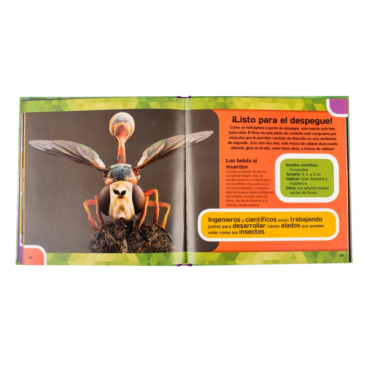 Insectos & Mariposas - Imagen 4