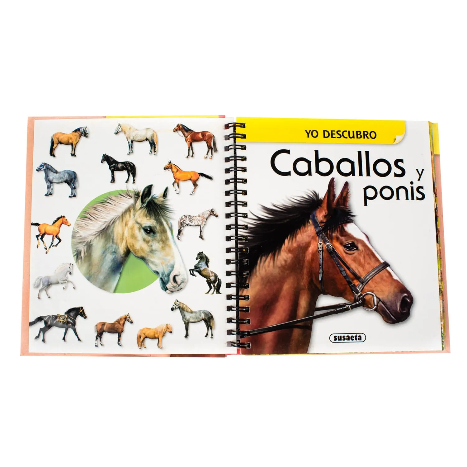 Caballos y Ponis - Imagen 2