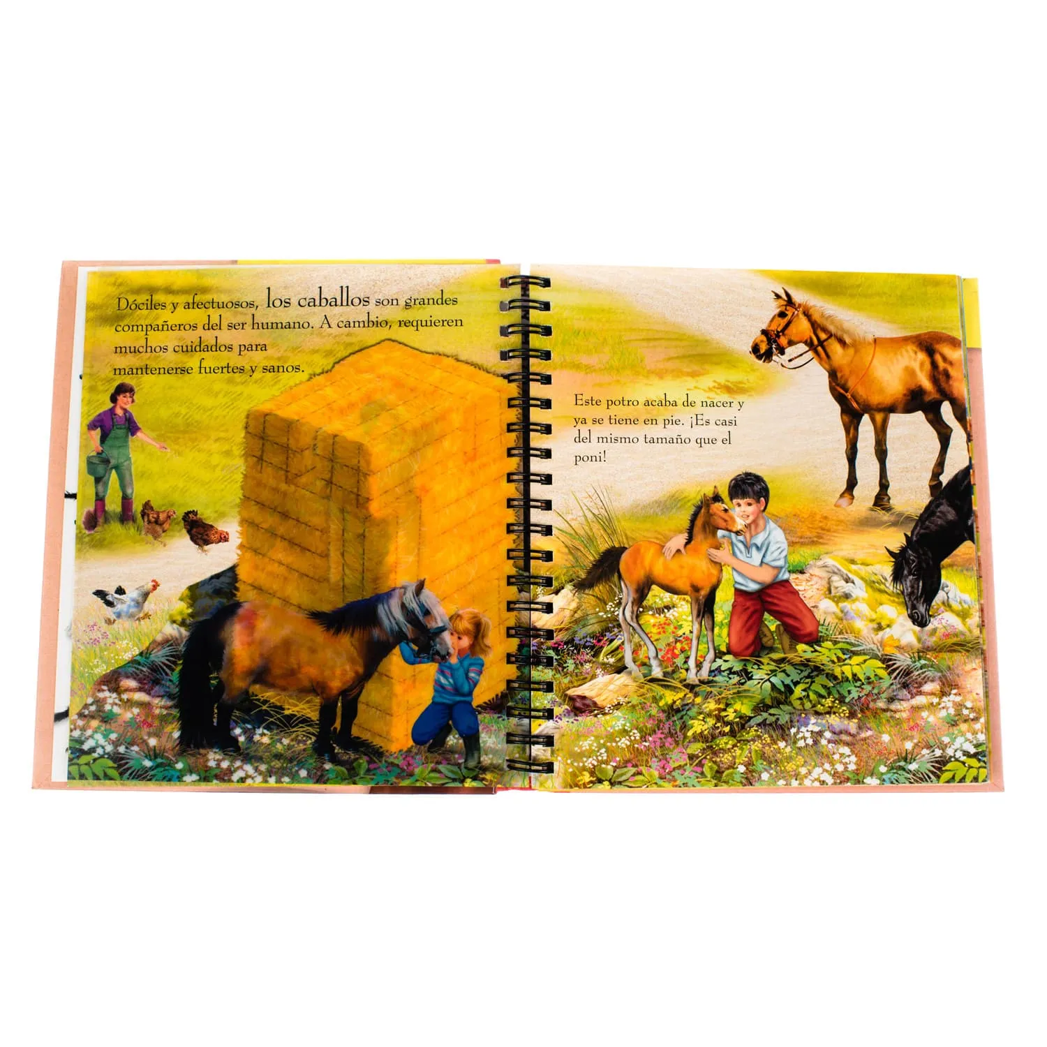 Caballos y Ponis - Imagen 4