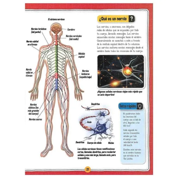 El Fascinante Cuerpo Humano. Libro + Maqueta - Imagen 2