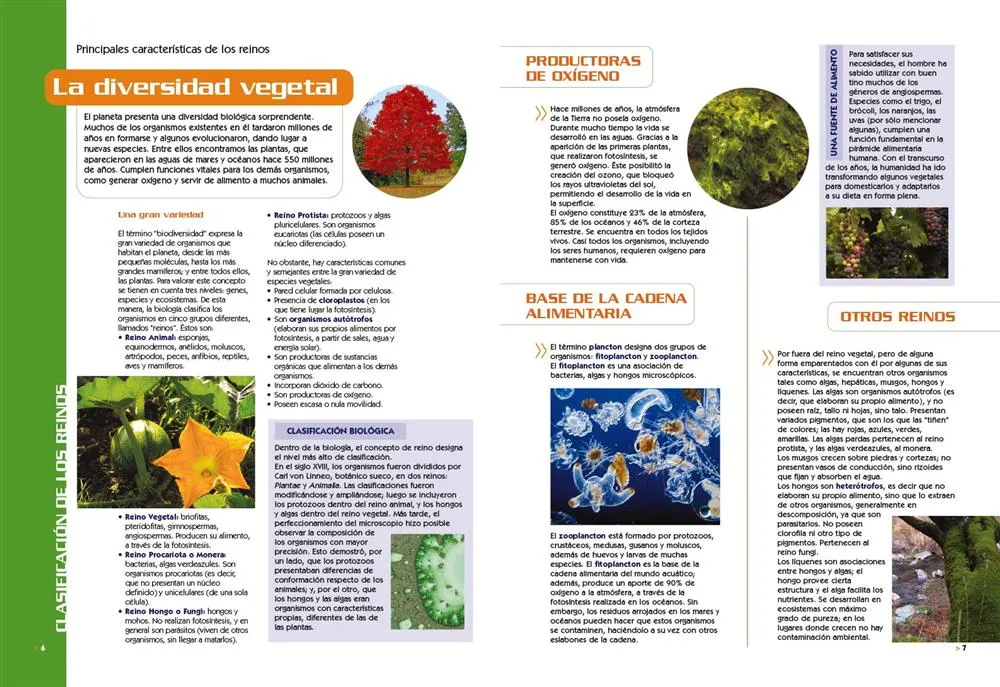 Guía Visual del Mundo Vegetal - Imagen 2