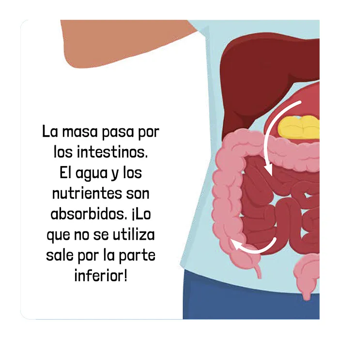 EL CUERPO HUMANO - Imagen 4